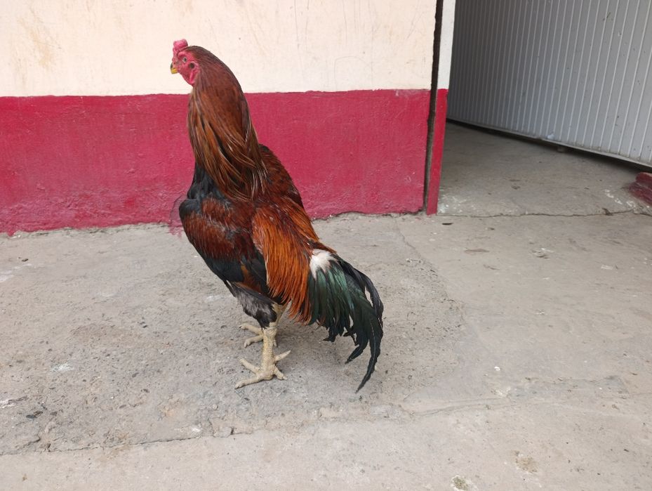 Tovuq va xoʻrozlar