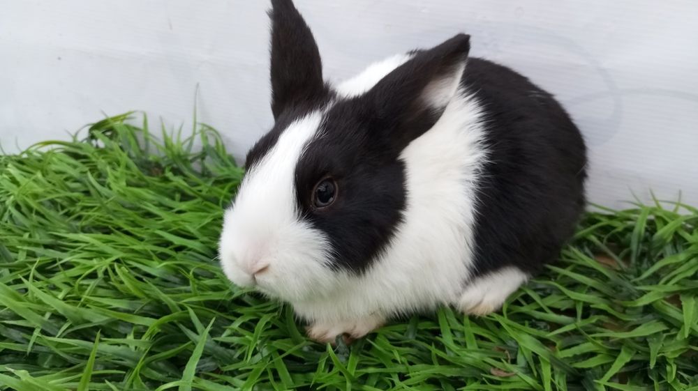 Quyon bolari sotiladi.