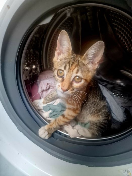 Малко коте, търси дом
