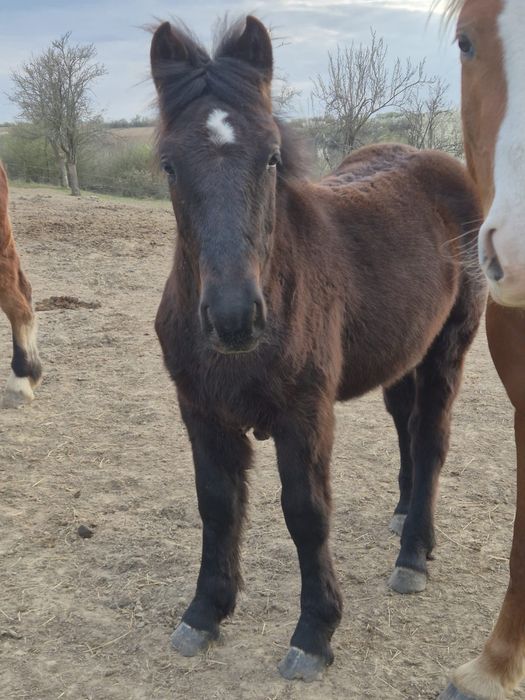 Manz negru de vanzare