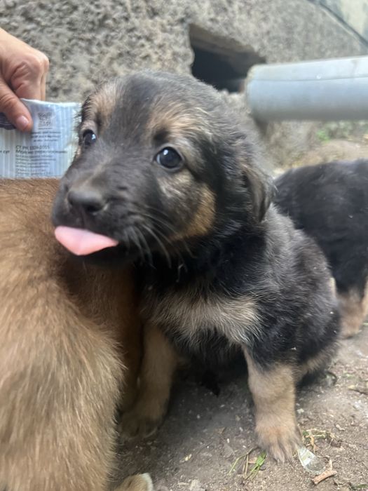 Щенок девочка бесплатно