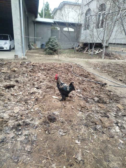 Домашний хурозлар сотилади