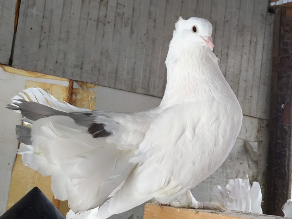 Disponibil pereche voltați indieni