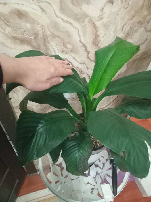 Продам комнатные цветы