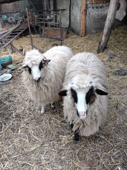 Vand 2 femele. Rasa ochis pret negociabil + balot de fan de vanzare