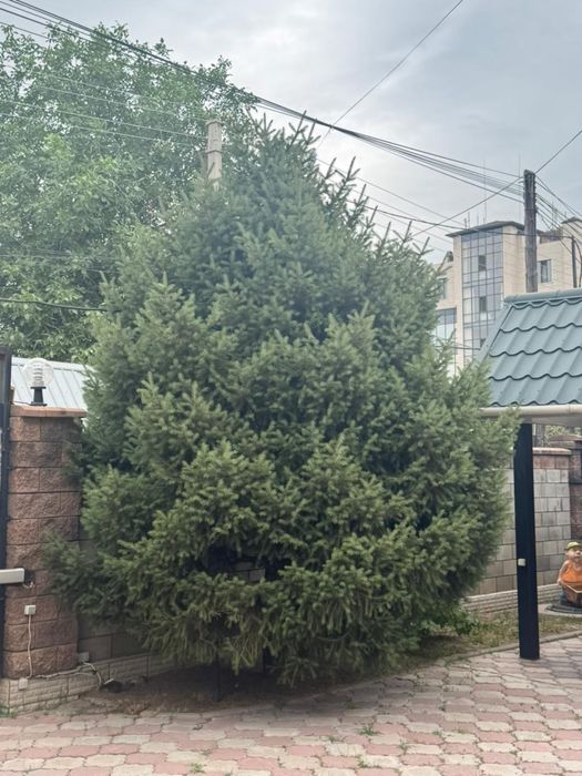 Продам три елки