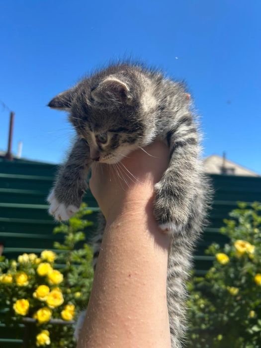 Отдам Котят 2мальчика 1девочка