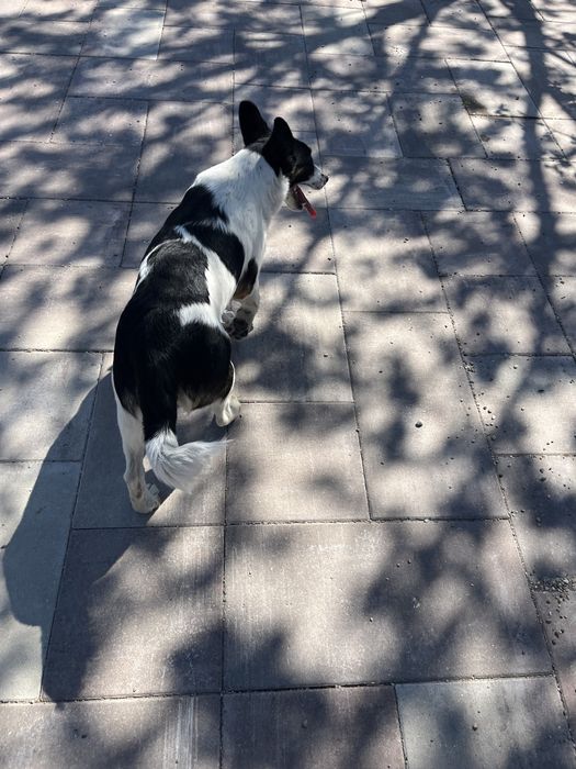 Donez catelusa jack russell sterilizata, are 8 luni