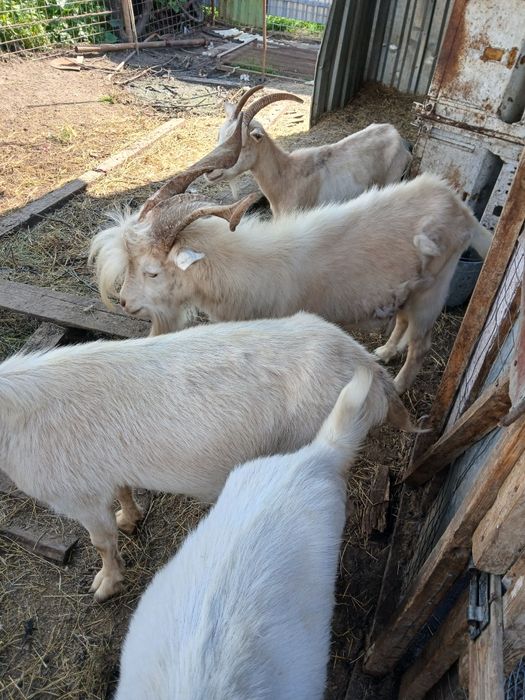Продам коз 7 голов