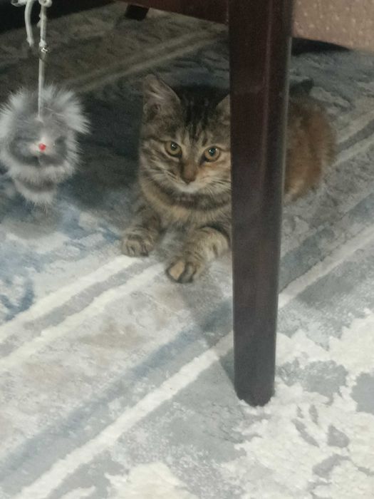 Скоттиш страйт девочка