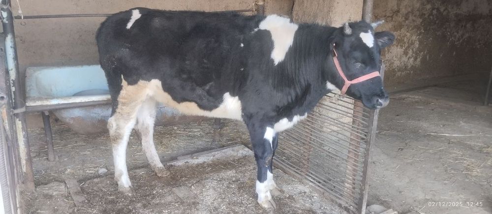 Gʻoʻnajin sotiladi