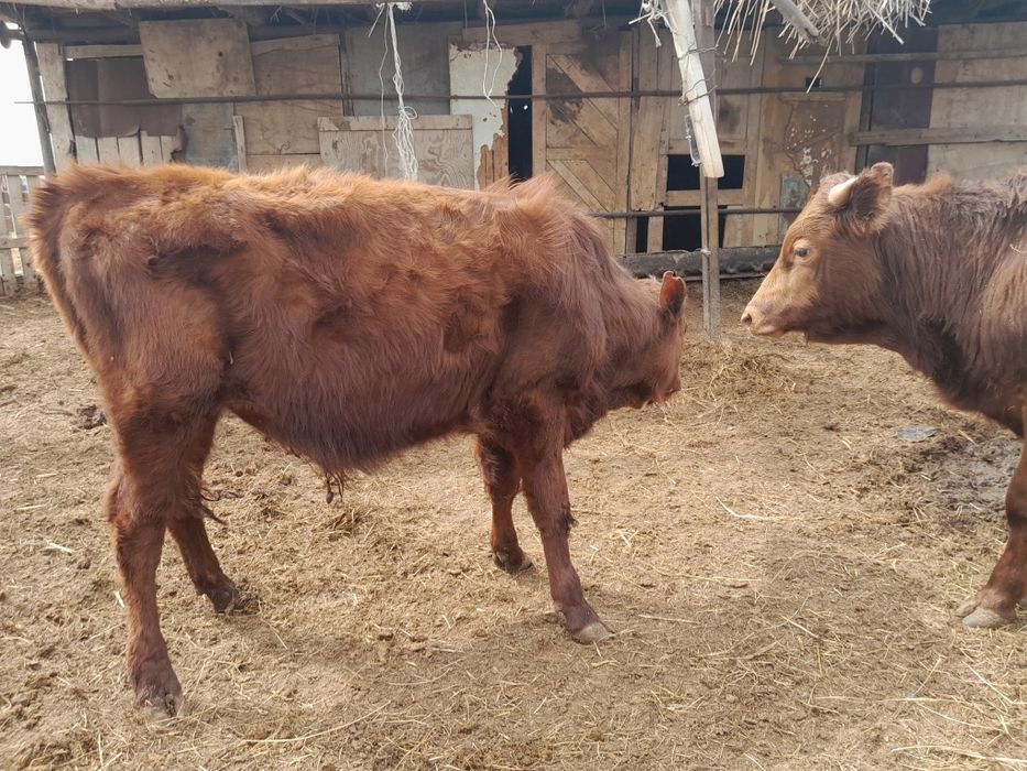 Еркек бұқашық баспақтар сатылады