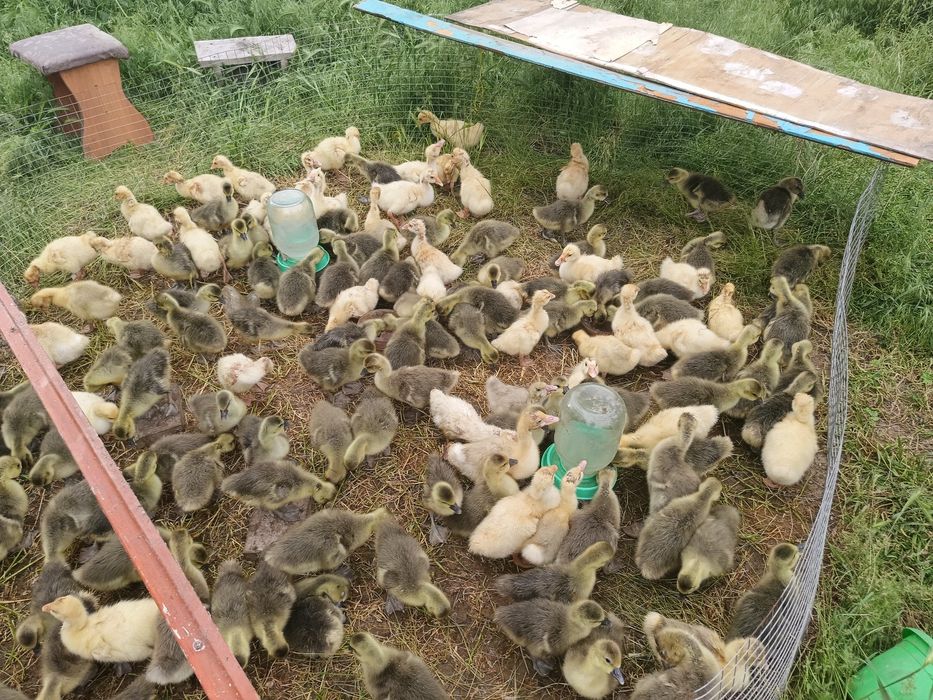 Продам.  гусать крупни сери