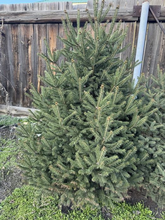 Ель 1м, 1,2 м 4 шт