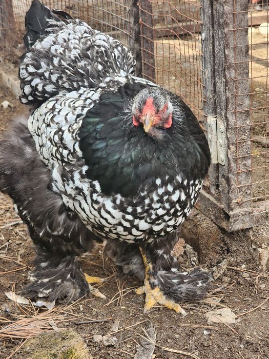 Brama tyomniy pux tuxumlari sotiladi