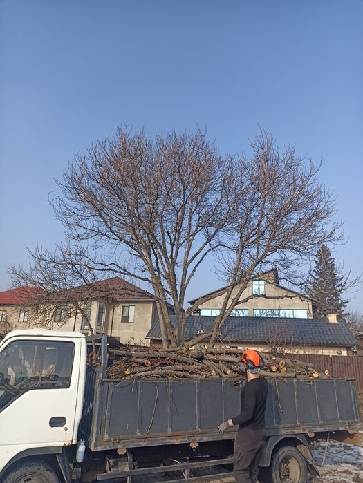 Расчистка участка , валка, спил