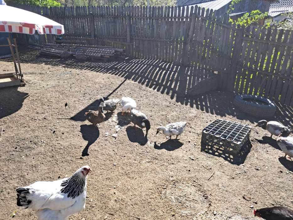 De vanzare rate si ratoi