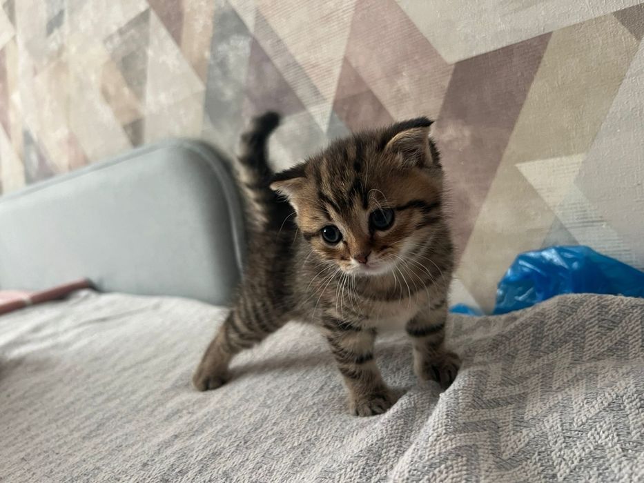 Сладкие  котятки