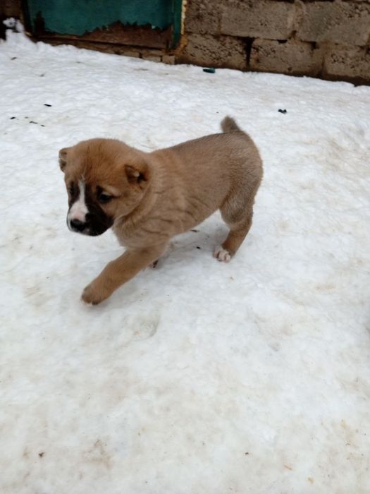 продам щенков  алабаи