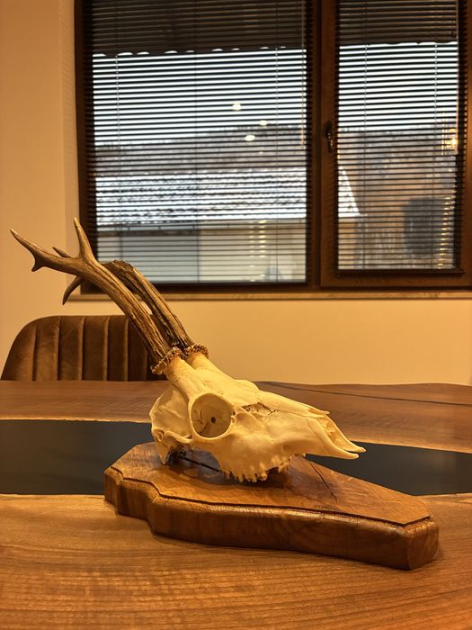 Трофей от сръндак с поставка