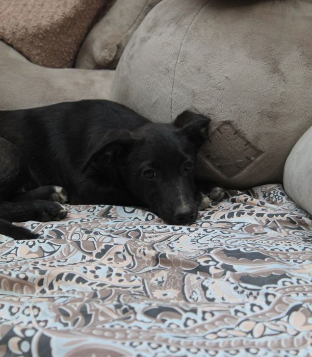 Щеночки в хорошие руки