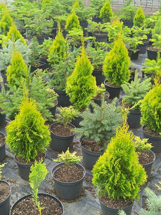 Vand Tuia Smaragd 20-120cm