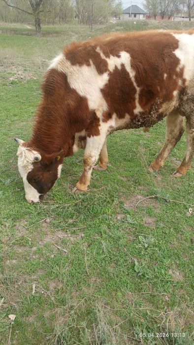 Продам быка сименталь