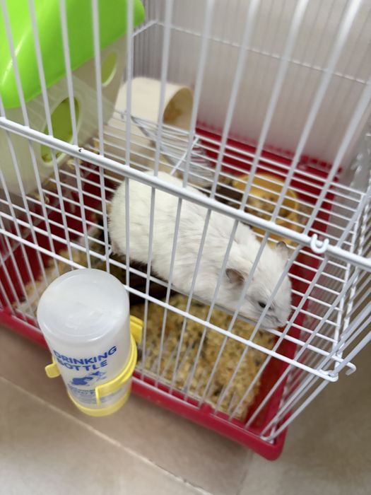 Donez hamster pitic