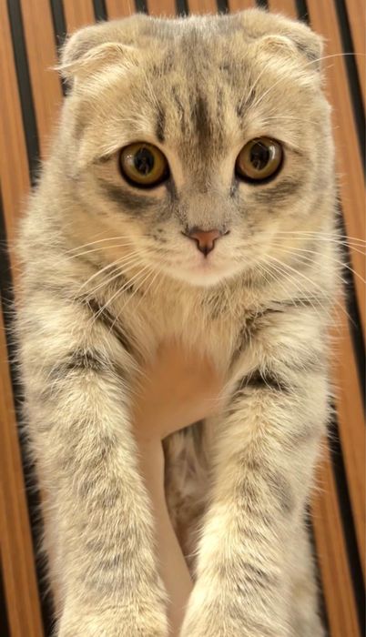 Отдам кошку в добрые руки