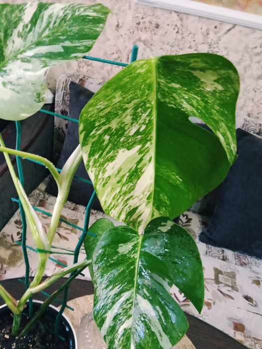 Монстера Альба вариегатная