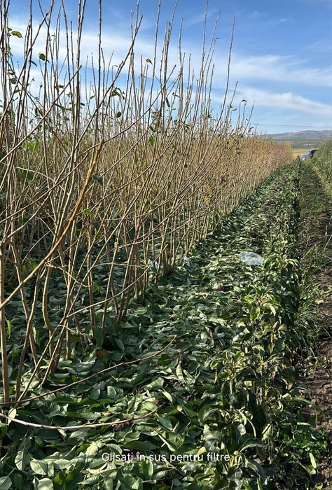 Pomi fructiferi clasici - OFERTA 10+1 GRATIS