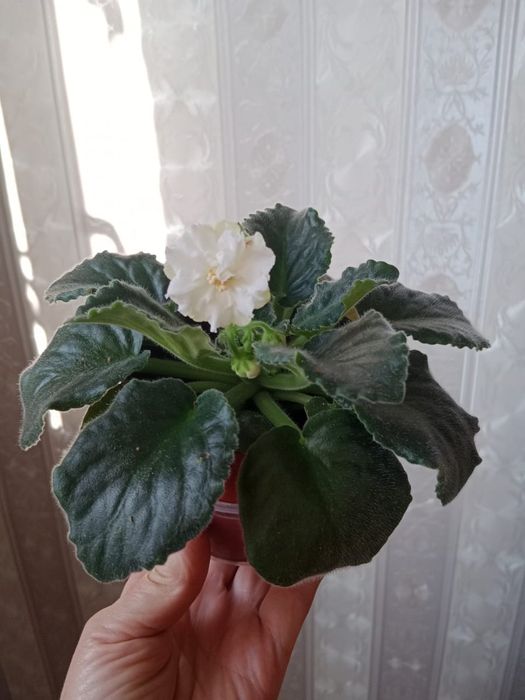 Продам комнатные цветы