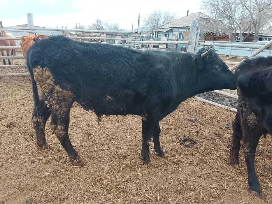 Продам бычков с откорма