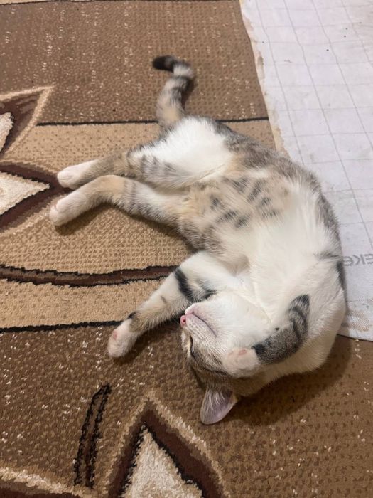 Отдадим в добрые и ответственные руки красивого котёнка