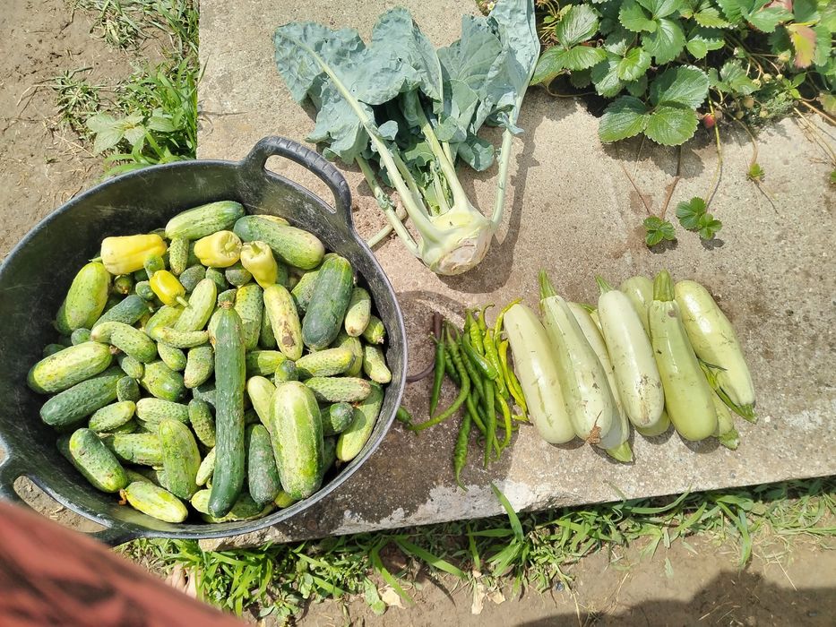 Legume din grădină