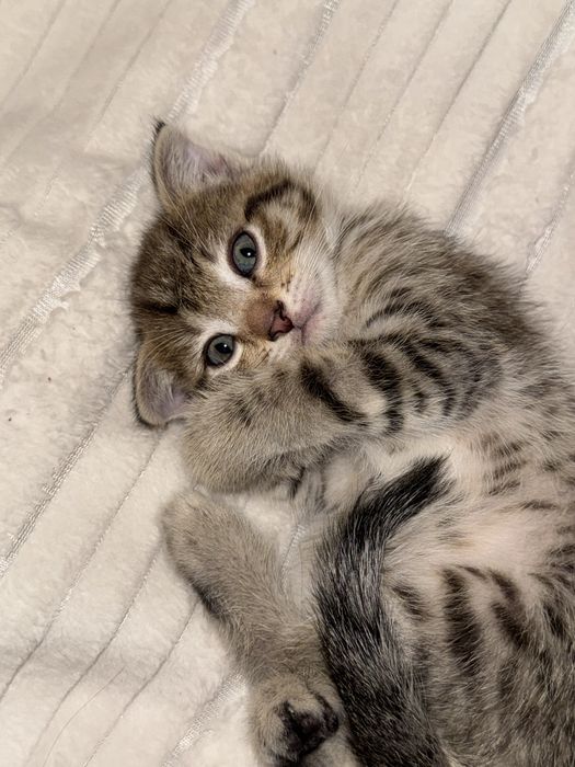 Котята в добрык руки