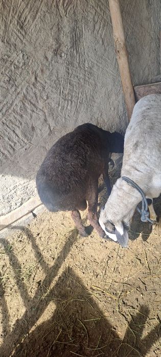 Qo'chqorlar qurbonlikka