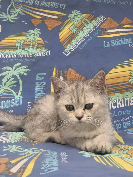 Кошка Британская серебрянная Шиншилла