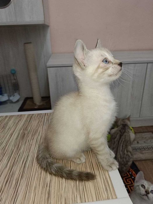 Бенгальские котята