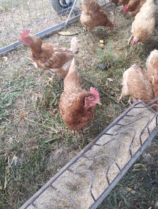 Gaini ouatoare rosii,găini Isa Brown