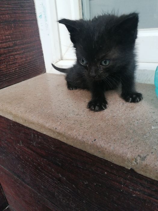 Подарявам Котета