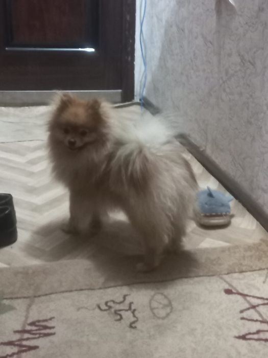 Предлагается для вязки кабель померанского шпица мини