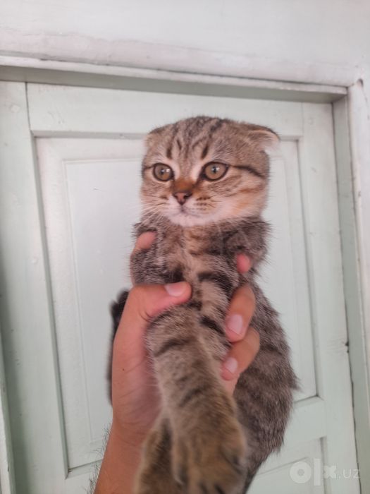 Scottish Fold tozasi, ~4-5 oylik