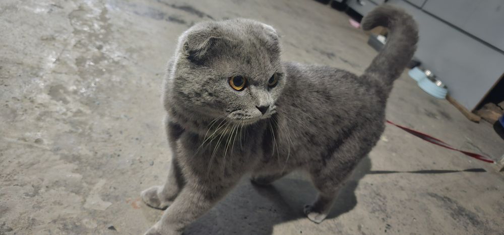 Mushuk sotiladi zotli