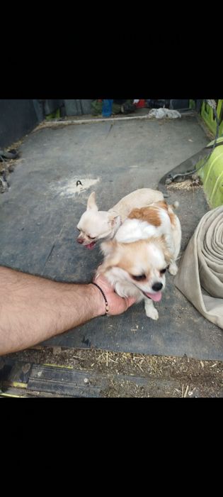 Продавам две женски чихуахуа