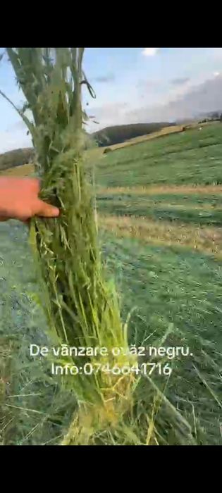 Shimba locatia semi siloz ovăz negru si lucernă