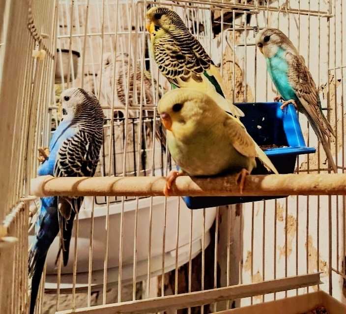 Peruși Standard & Peruși normali de vânzare!