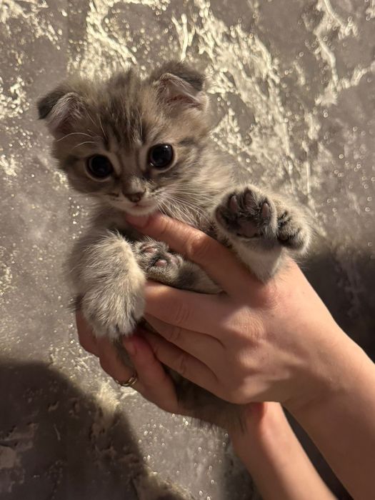 Котята скотиш фолд