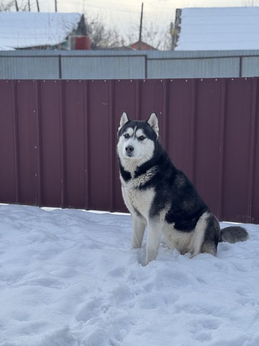 Кобель для вязки