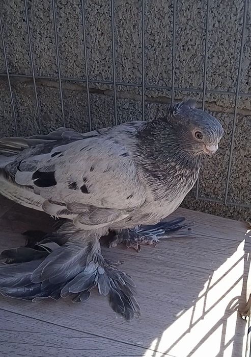 Голубка молодая челкарька